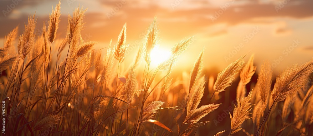 Giraffes in a grassy field at sunset Giraffes in a grassy field at sunset