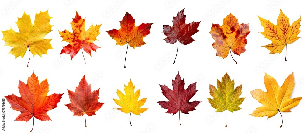 Fototapeta premium Different colored leaves close up