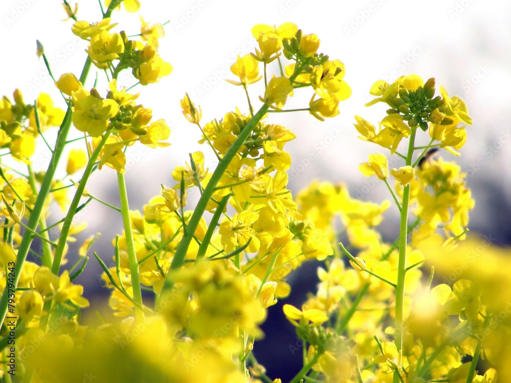 Obraz premium 陽を浴びる菜の花のクローズアップ