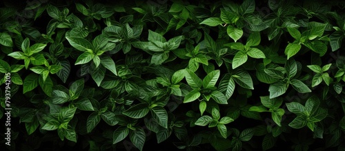 A green plant with lush foliage