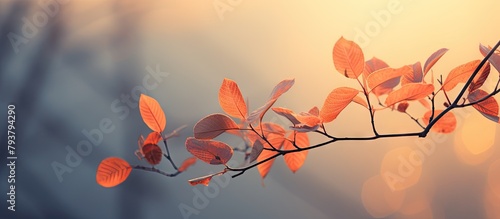 Branch leaves basking under illuminated sun