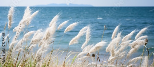 Grassy shoreline with distant mountain view