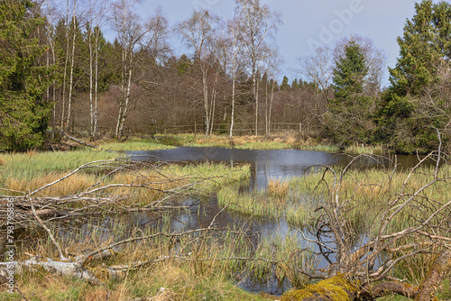 A duck pond in the High Fens on the German-Belgian border near Mutzenich