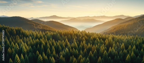 A serene forest scene with distant mountains