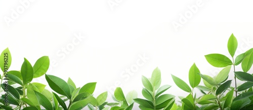 Green plants on white background