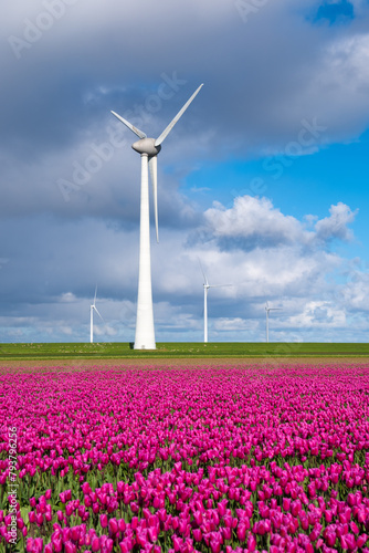 A vibrant field of purple tulips sways gracefully in the spring breeze, with a traditional windmill standing tall in the background