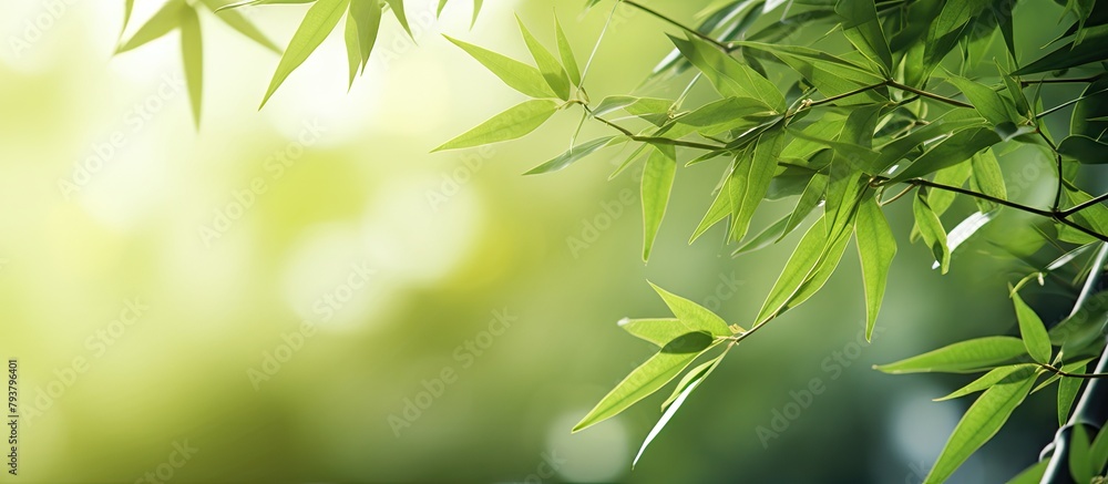 Bamboo tree with lush green leaves in sunlight Bamboo tree with lush green leaves in sunlight