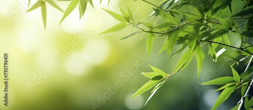 Bamboo tree with lush green leaves in sunlight