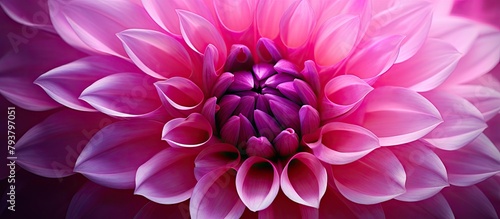 Pink bloom with purple center © Ilgun