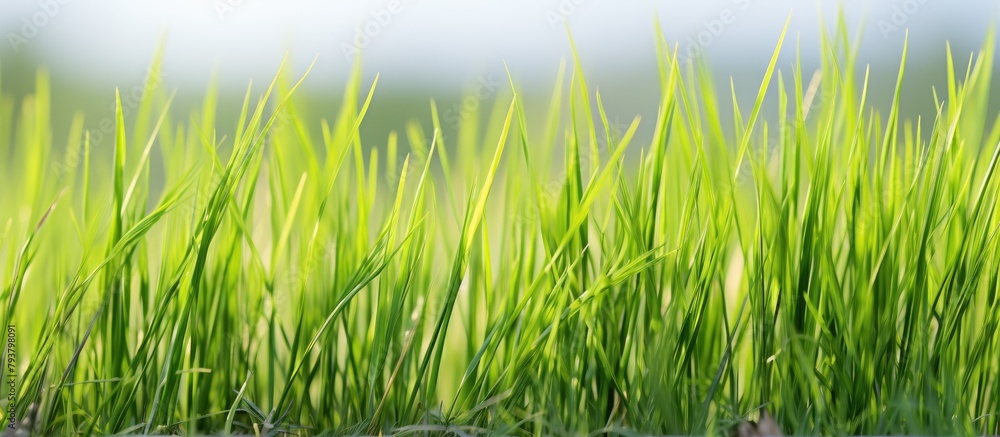 Obraz premium Green grass growing in water field