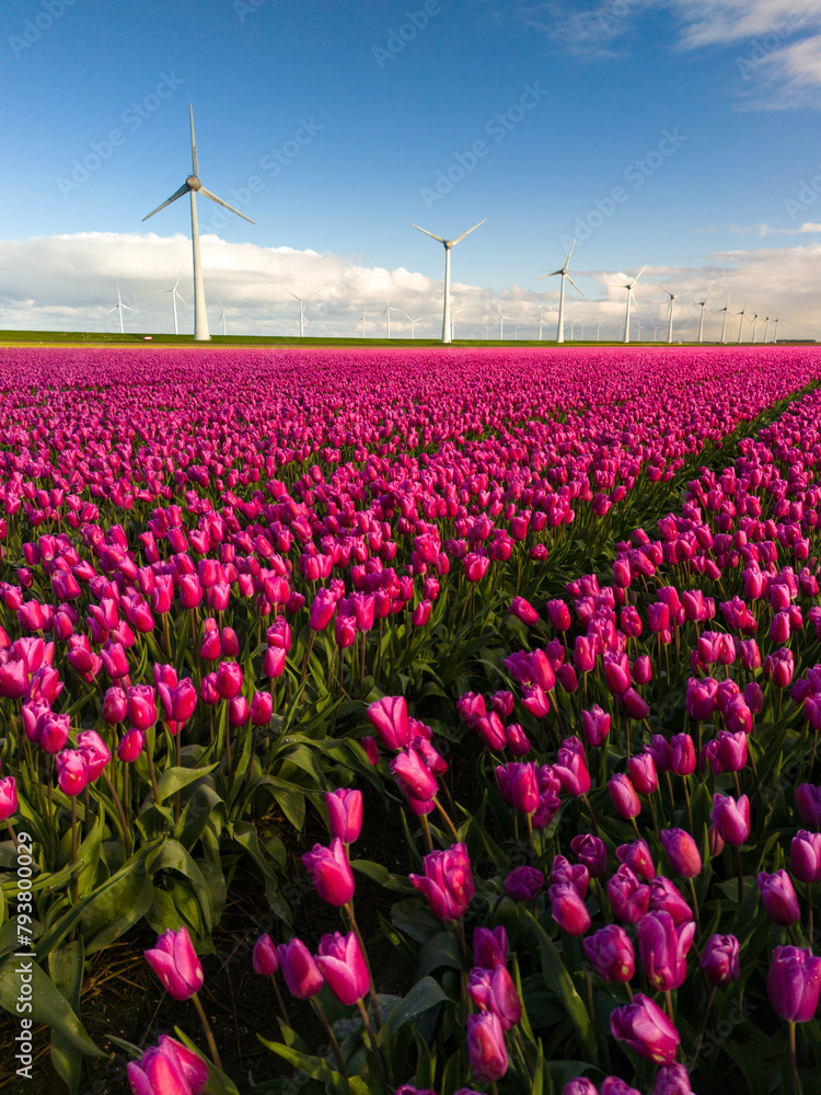 A breathtaking field of pink tulips dances in the wind, while majestic windmill turbines stand tall in the background, painting a picture of serene beauty