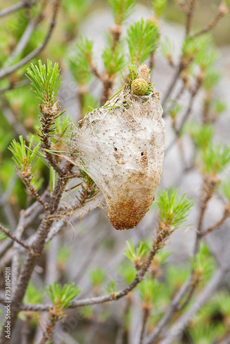 Silk bag of the processionary caterpillar