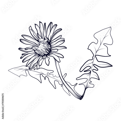 black and white hand-drawn drawing of a dandelion flower vector