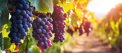 Fresh grapes on vine