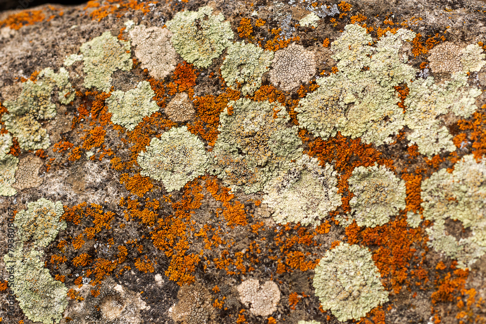 Xanthoria candelaria Xanthoria candelaria