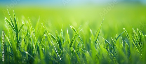 Grassy field under clear blue sky