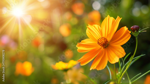 Closeup of orange Cosmos flower under sunlight  © Cedar