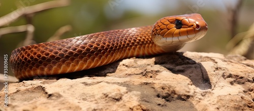 Snake on a rock © Ilgun