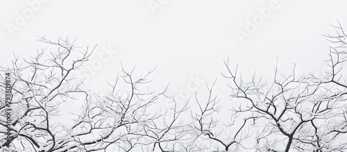 Snow-covered tree in winter