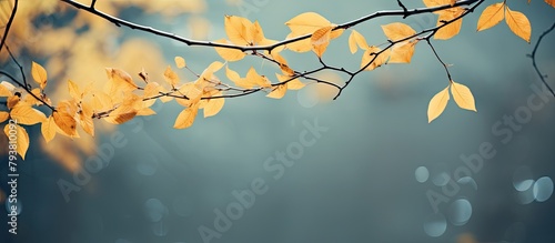 Branch with golden leaves illuminated by sunlight