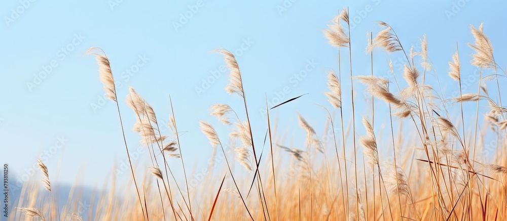Dragonfly hovering above tall grass Dragonfly hovering above tall grass