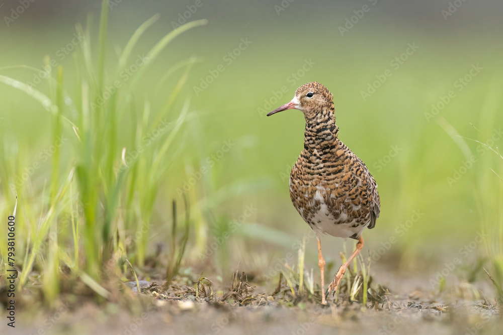 batalion. Philomachus pugnax ruff batalion. Philomachus pugnax ruff