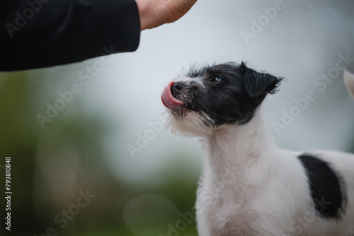 hübsche Person Jack Russel Terrier Hündin, kleiner Welpe erkundet die Welt, schwarz weiß britische Hunderasse photo