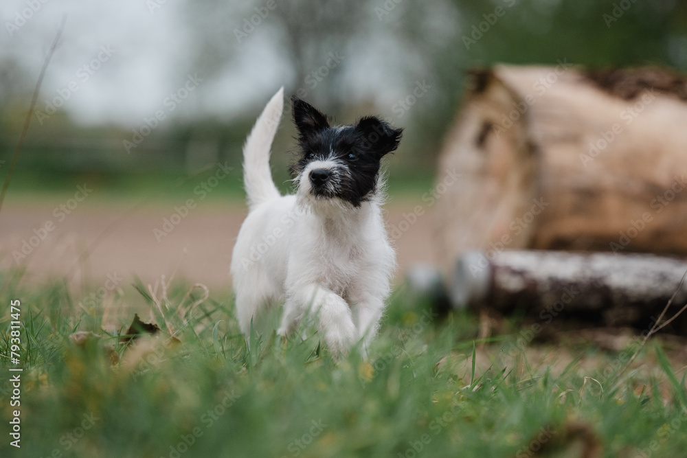 hübsche Person Jack Russel Terrier Hündin, kleiner Welpe erkundet die Welt, schwarz weiß britische Hunderasse hübsche Person Jack Russel Terrier Hündin, kleiner Welpe erkundet die Welt, schwarz weiß britische Hunderasse