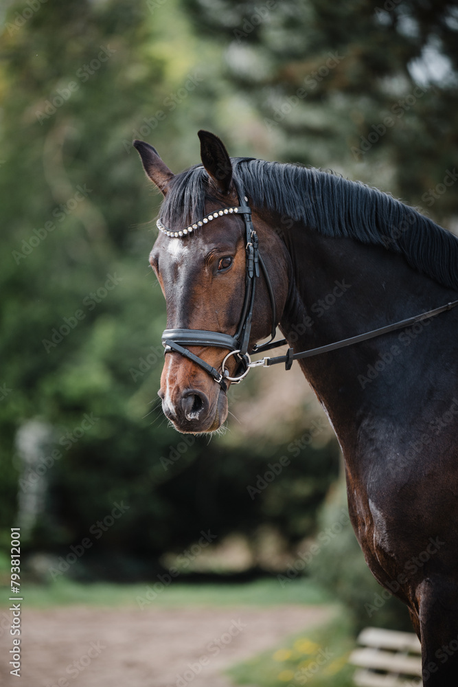 hübscher brauner Wallach, Dressurpferd mit trense schaut aufmerksam, Warmblut im Portrait