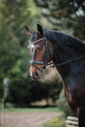 hübscher brauner Wallach, Dressurpferd mit trense schaut aufmerksam, Warmblut im Portrait © Ines Hasenau