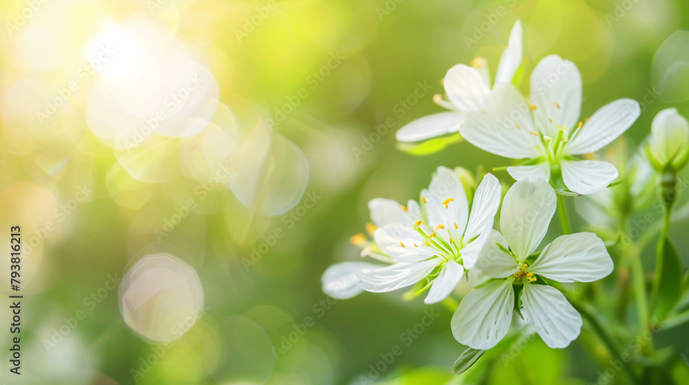 Closeup of pollen of white flower on blurred green background