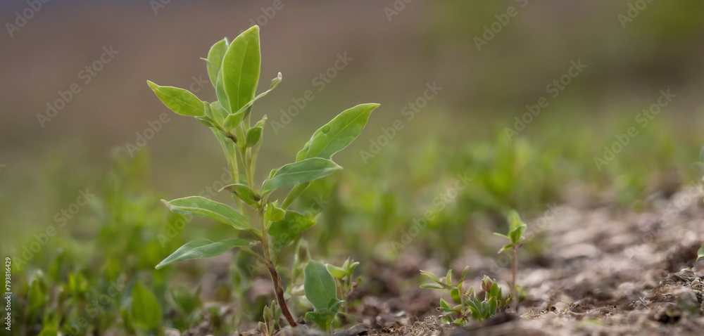 Amidst the beauty of the countryside, a young Withania plant can be seen growing in a field, exemplifying their dicotyledonous traits Amidst the beauty of the countryside, a young Withania plant can be seen growing in a field, exemplifying their dicotyledonous traits