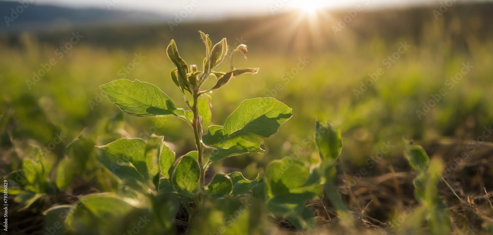 Fototapeta premium Amidst the beauty of the countryside, a young Withania plant can be seen growing in a field, exemplifying their dicotyledonous traits