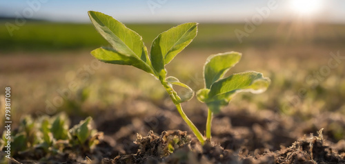 Amidst the beauty of the countryside  a young Withania plant can be seen growing in a field  exemplifying their dicotyledonous traits