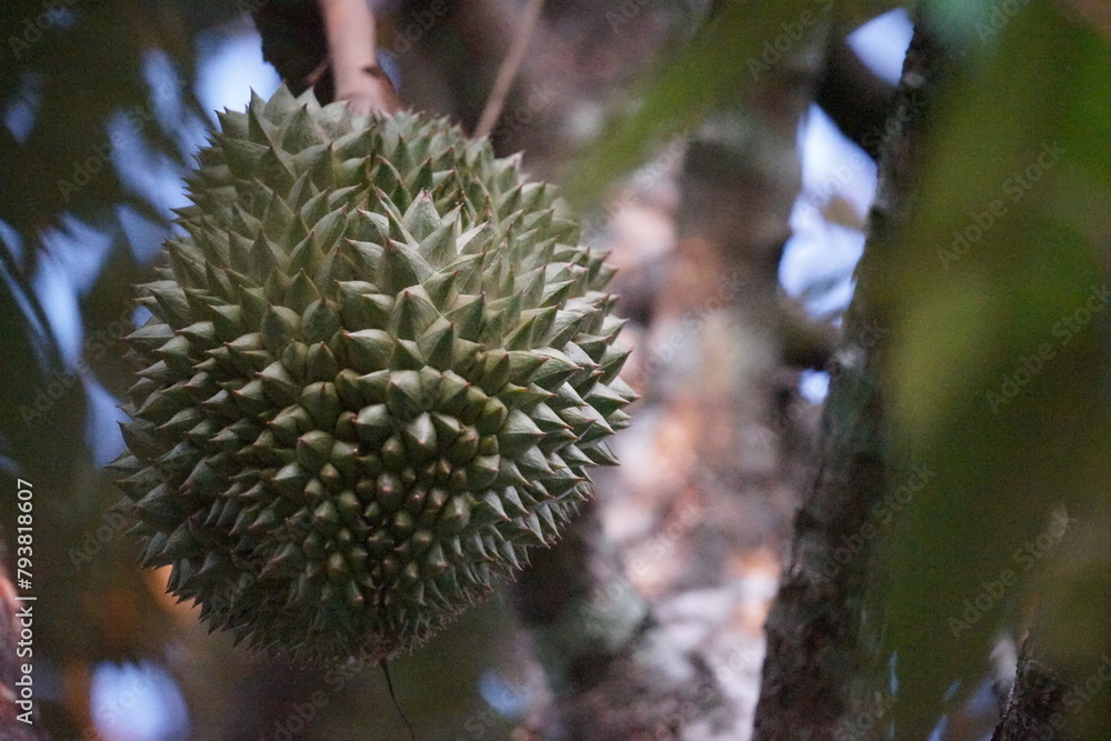 close up of a durian fruit on tree close up of a durian fruit on tree