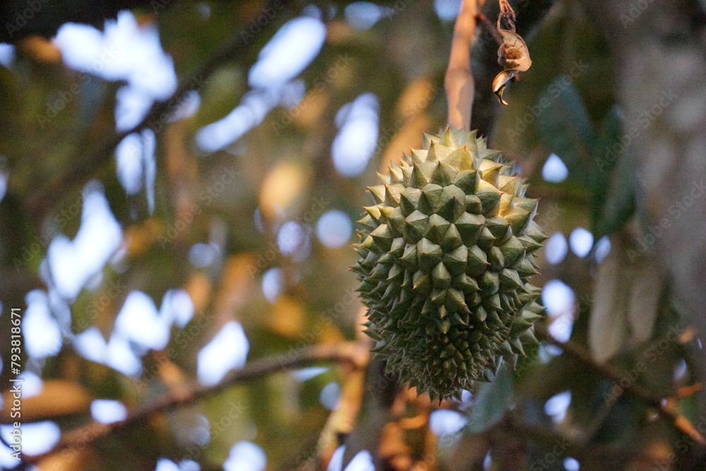 close up of a durian fruit on tree close up of a durian fruit on tree