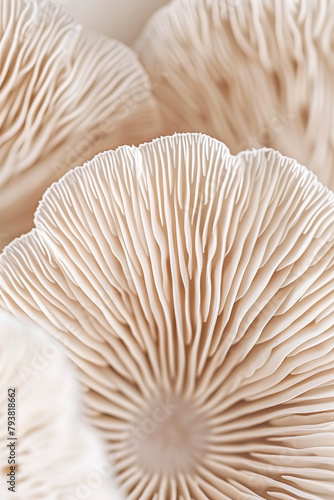 Macro photography of white corals