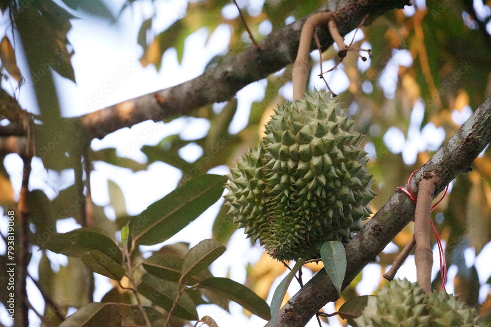 close up of a durian fruit on tree close up of a durian fruit on tree