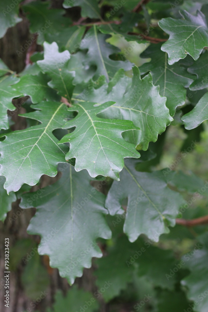 Green oak leaves growing on the tree. Green oak leaves growing on the tree.