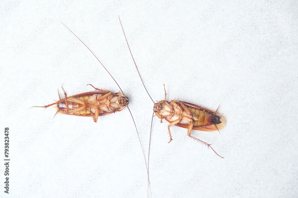 Dead cockroach on the floor after being sprayed with pesticide Dead cockroach on the floor after being sprayed with pesticide