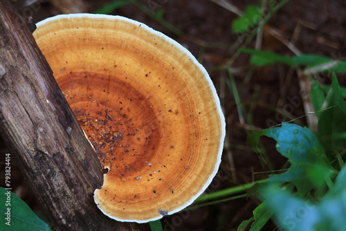 Closeup of Pycnoporus Sanguineus Wild Mushrooms Growing on Dead Timber in the Forest photo