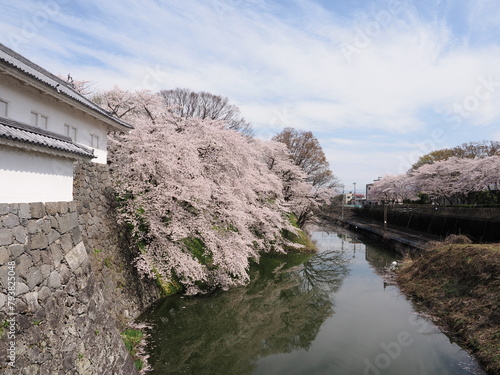 山形県　霞城公園の桜