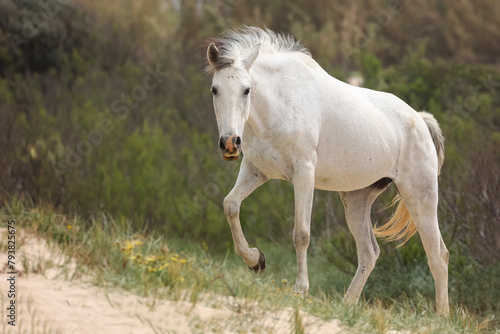 caballo blanco caminando por la playa