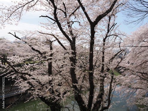 山形県　霞城公園の桜 photo