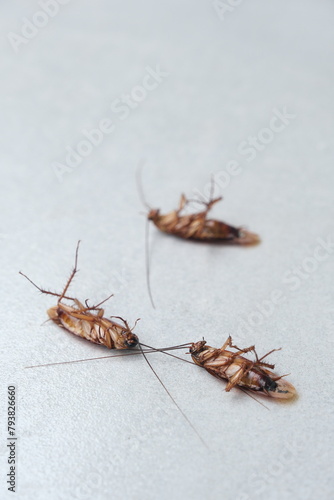 Dead cockroach on the floor after being sprayed with pesticide