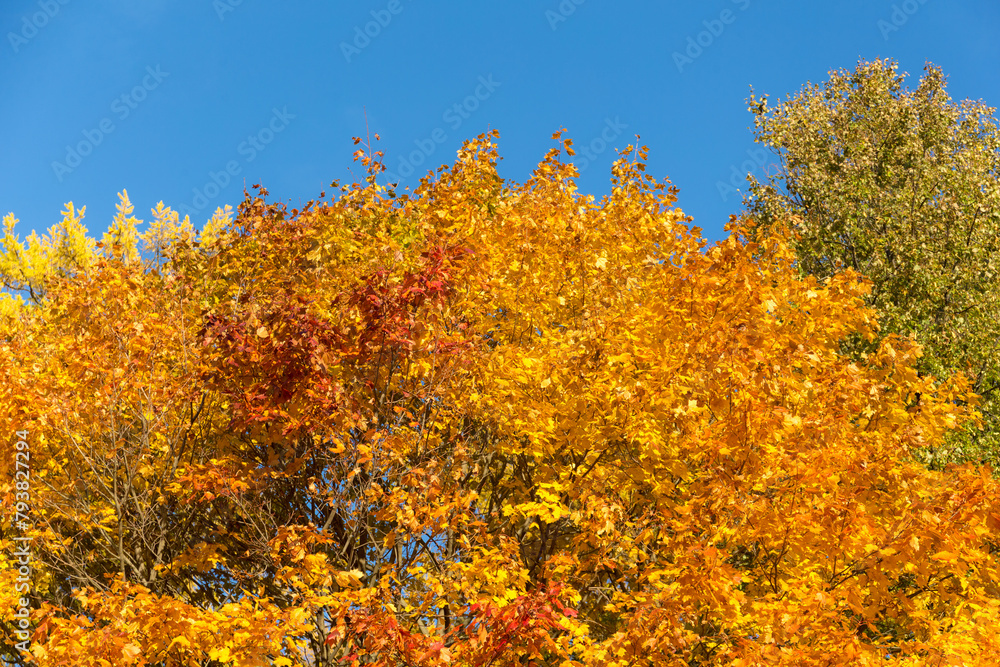 Fototapeta premium foliage of trees