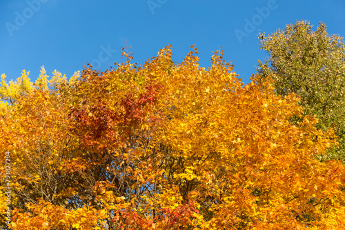 foliage of trees