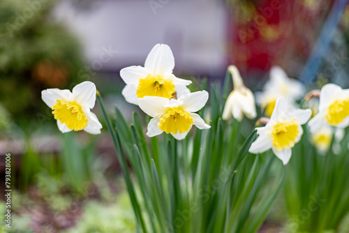 Blooming daffodils in spring close-up