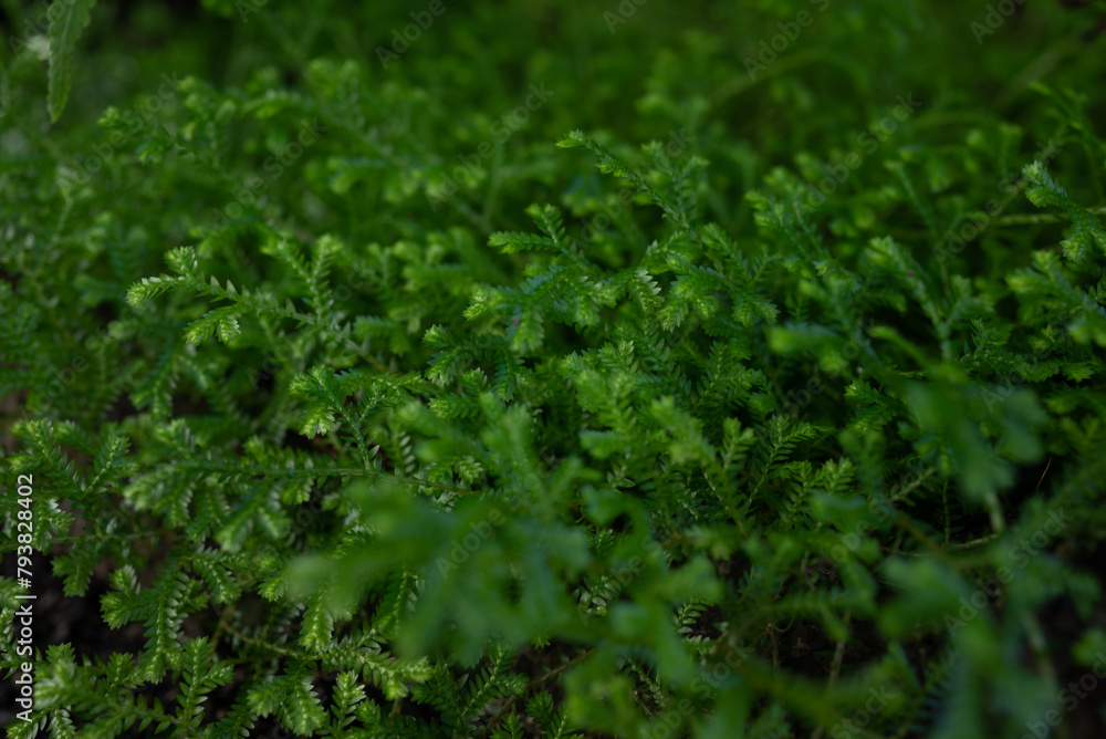 Green leaves background. Meadow spikemoss close-up. Selaginella apoda Green leaves background. Meadow spikemoss close-up. Selaginella apoda