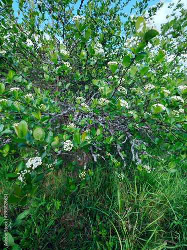 Kwitnąca Aronia w ekologicznej uprawie. Obecność porostów na gałązkach aronii świadczy o nieskarzonej glebie i czydtm powietrzu. Porosty nie tolerują środków ochrony roślin, ich obecnośc jest koronnym